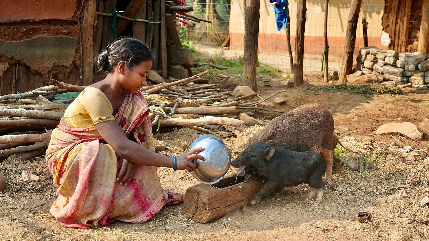 Eine junge Adivasi Frau sitzt kniet auf dem Boden und füttert Schweine