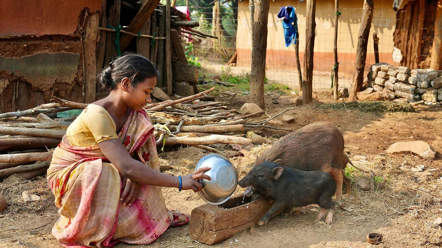 Eine junge adivasi Frau füttert Schweine