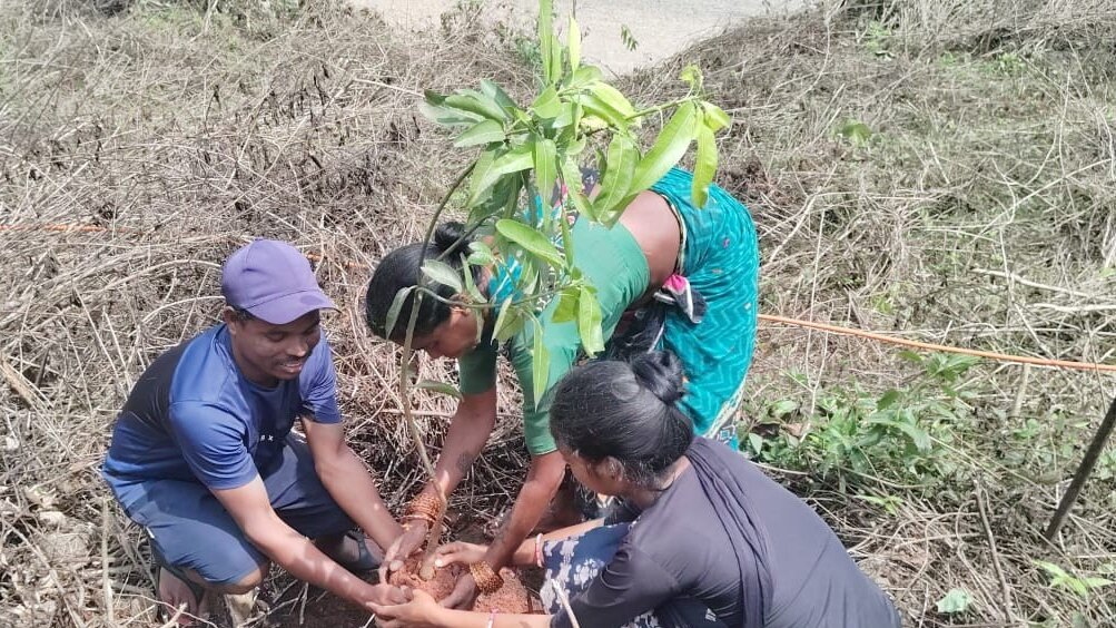 Drei indische Personen pflanzen einen Baum