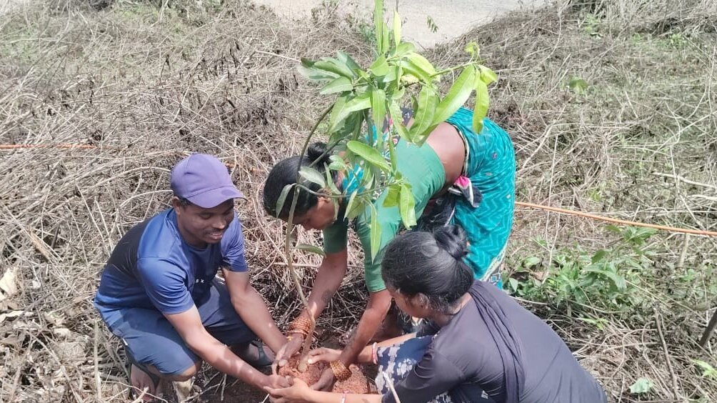 Drei indische Personen pflanzen einen Baum