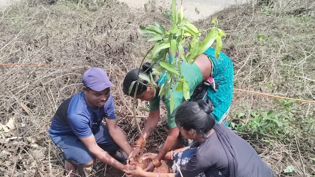 Drei indische Personen Pflanzen einen Baum