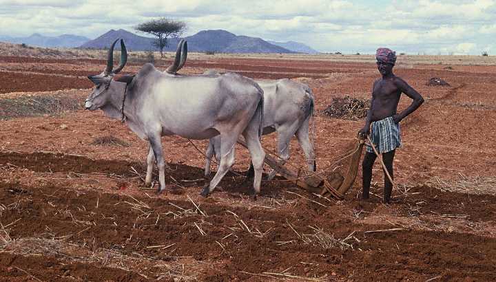Indischer Kleinbauer mit Ochsengespann