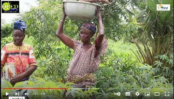 Agrarökologie bei OPED, Togo. Frauen produzieren Maniok