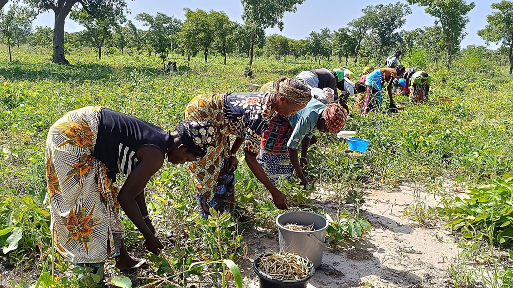 mehrere senegalesische Frauen stehen gebückt in einer Reihe auf dem Feld und ernten
