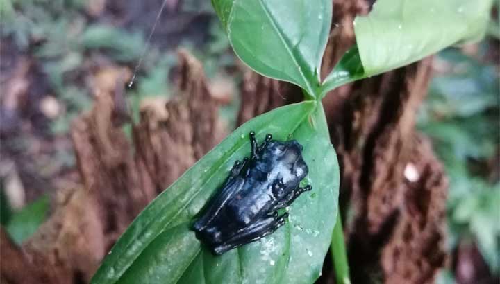 Frosch sitzt auf Blatt