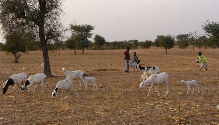 Landfläche im Senegal