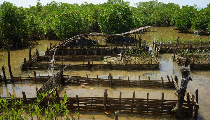 Mangrovenbiotop im Senegal