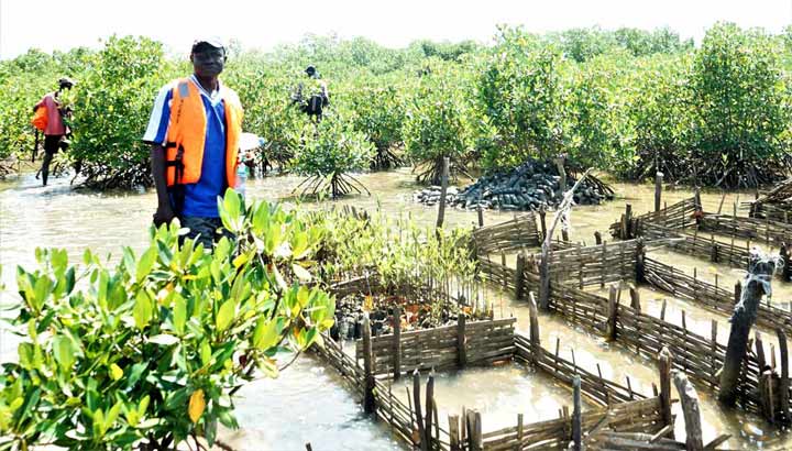 Mangrovenanpflanzung bei ASANE Senegal