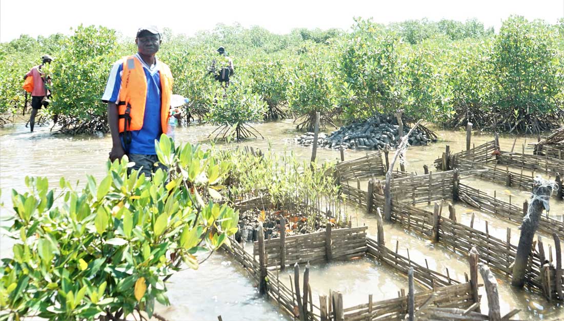 Mangrovenpflanzung bei ASANE Senegal