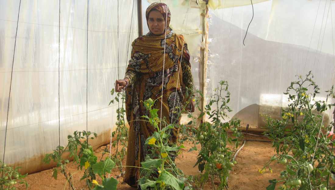 Garten im Flüchtlingslager der Sahrauis in Algerien
