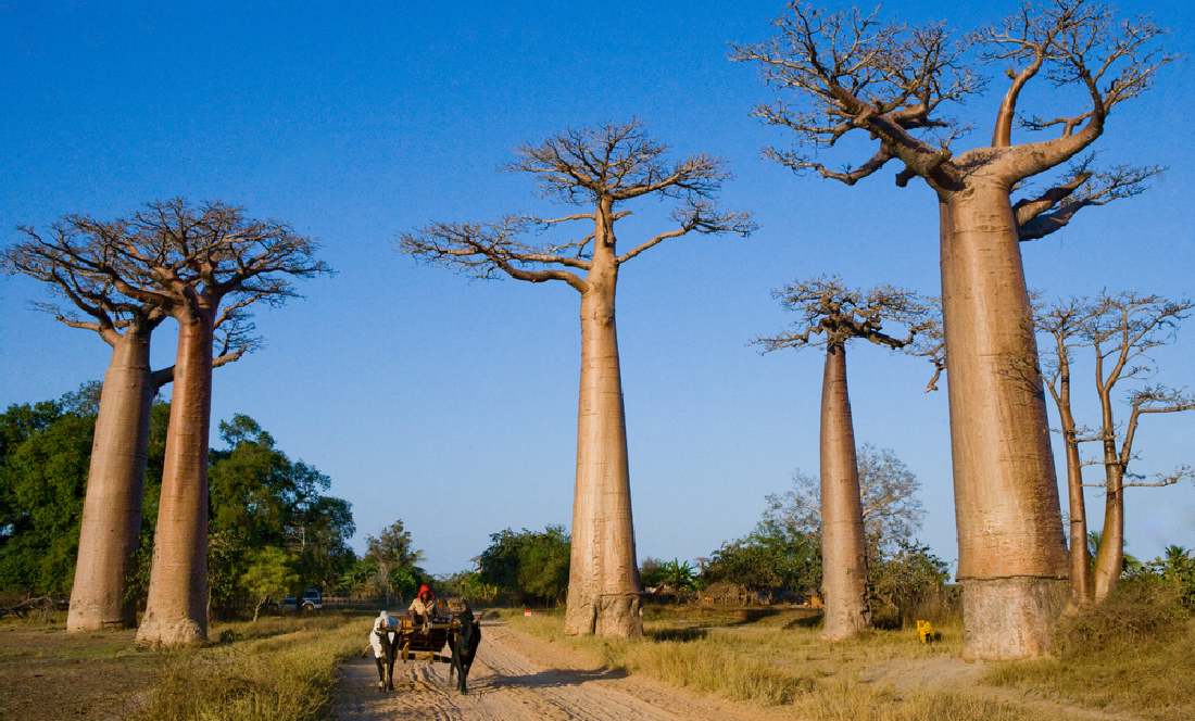 Bauer auf Ochsenkarren zwischen Baobab-Bäumen