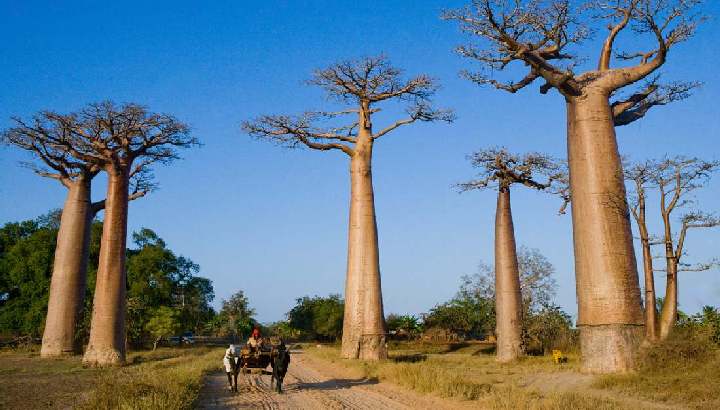 Bauer auf Karren zwischen Baobab-Bäumen