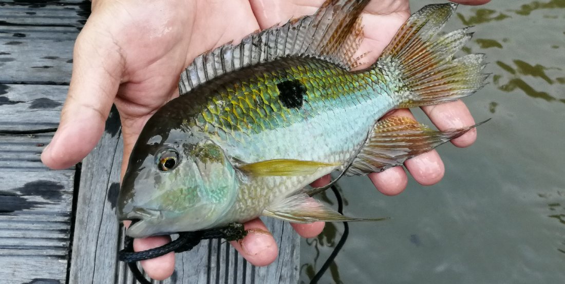 Fisch aus dem Amazonas