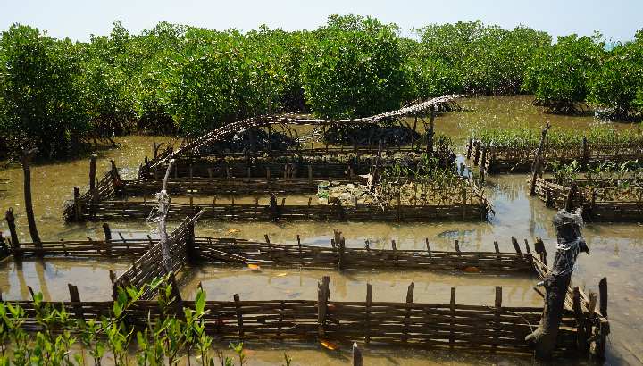 Mangroven sind der beste Küstenschutz