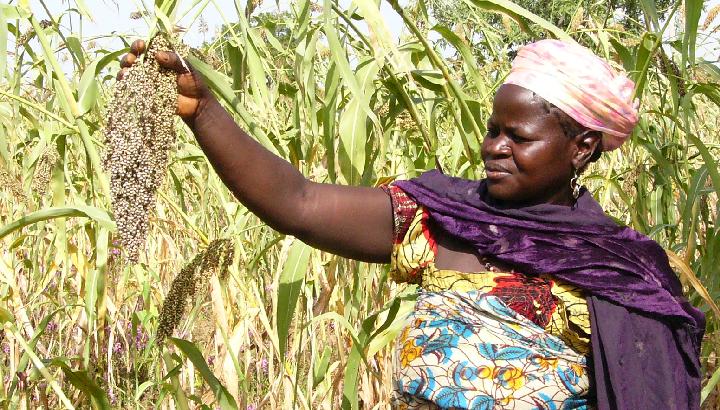 Bäuerin in Burkina Faso zeigt eine Hirse Rispe